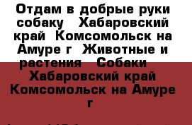 Отдам в добрые руки собаку - Хабаровский край, Комсомольск-на-Амуре г. Животные и растения » Собаки   . Хабаровский край,Комсомольск-на-Амуре г.
